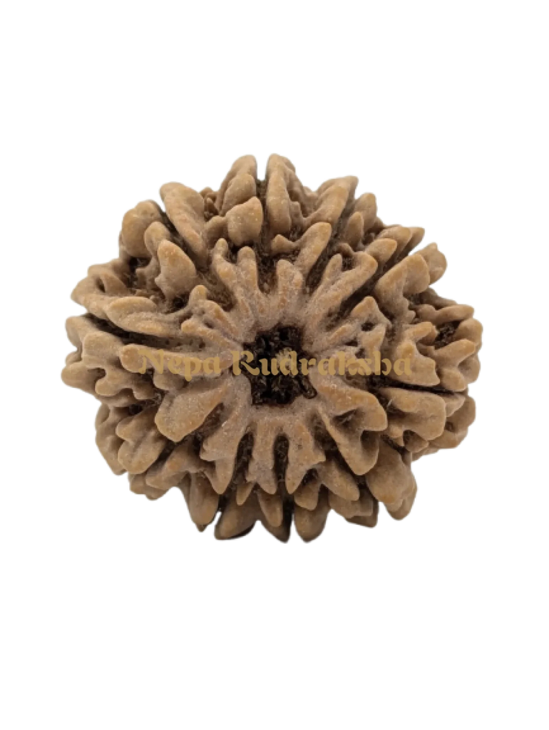 10 Mukhi (Super Collector) Rudraksha