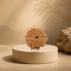 10 Mukhi (Regular) Rudraksha