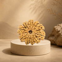 10 Mukhi (Super Collector) Rudraksha