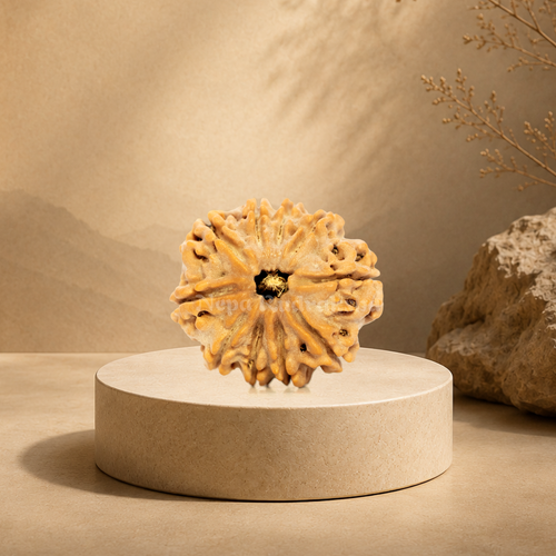 10 Mukhi (Medium) Rudraksha