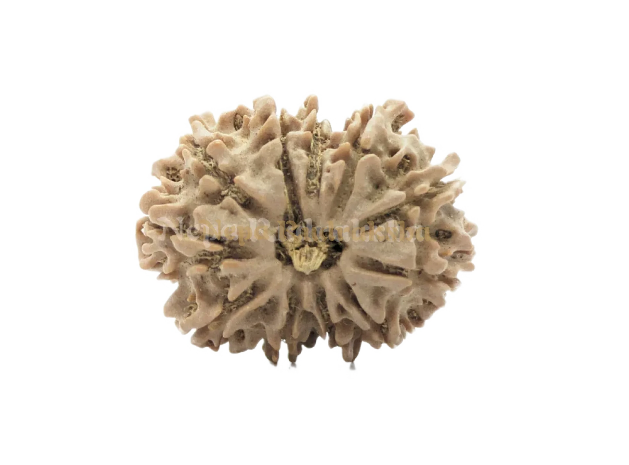 11 Mukhi (Collector) Rudraksha