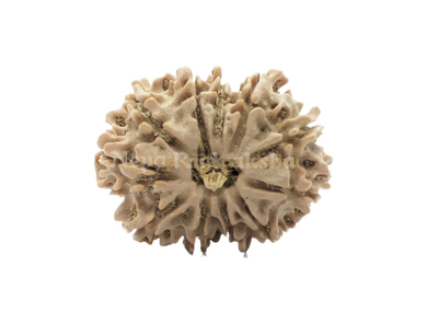 11 Mukhi (Collector) Rudraksha