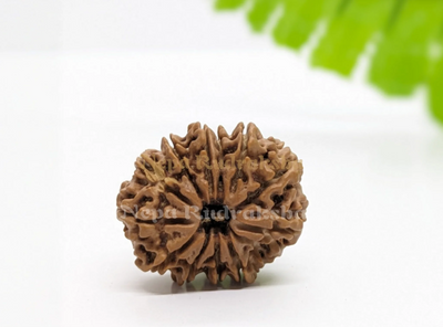 11 Mukhi (Collector) Rudraksha