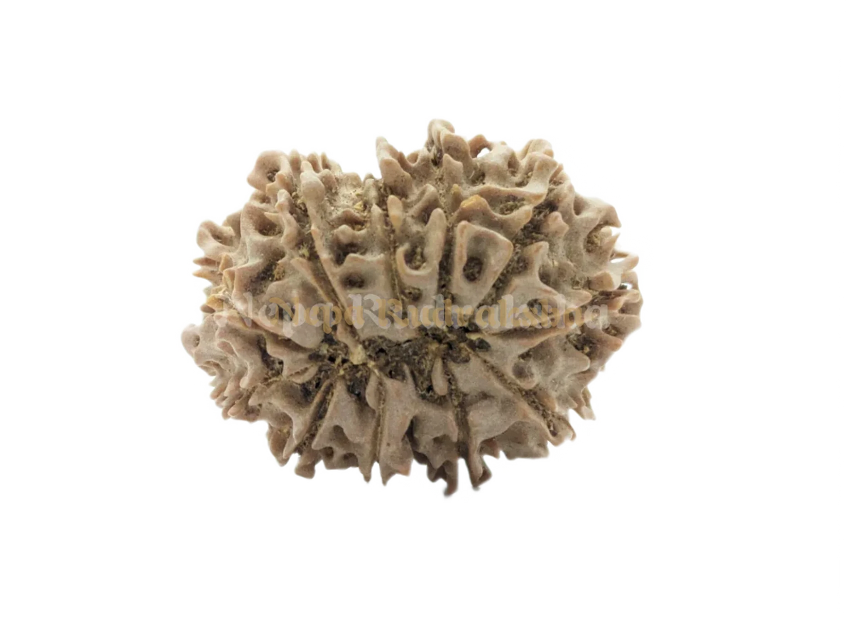 11 Mukhi (Collector) Rudraksha