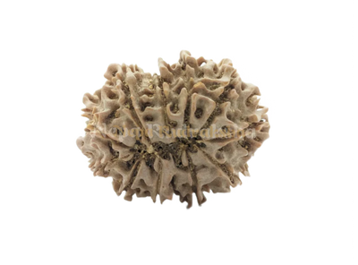 11 Mukhi (Collector) Rudraksha