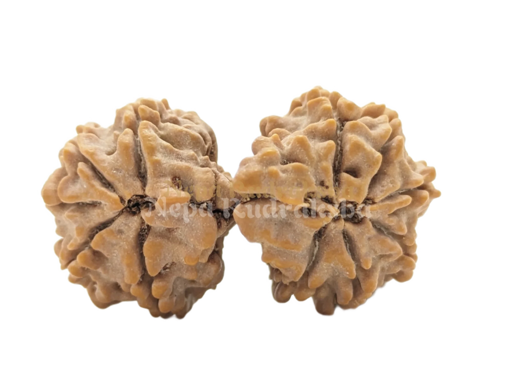 11 Mukhi (Gauri Sankhar)