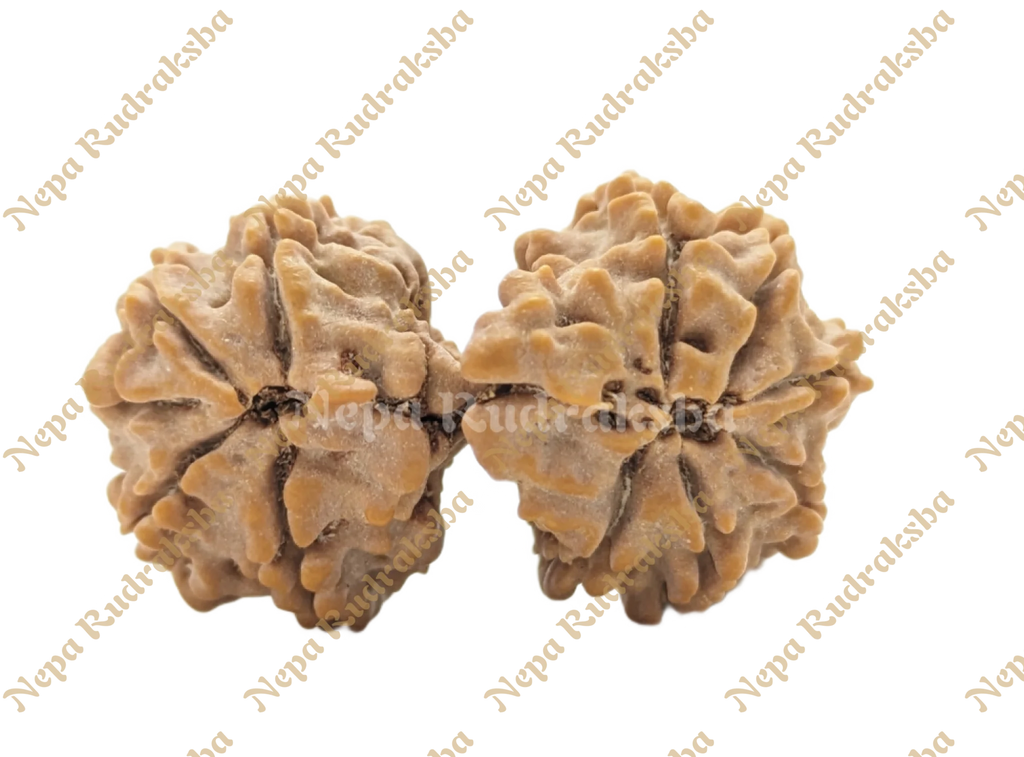 11 Mukhi (Gauri Sankhar)