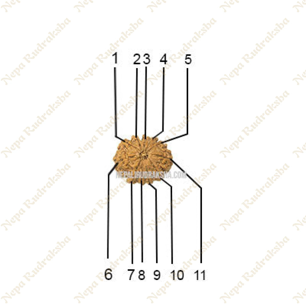 11 Mukhi Medium Sized Rudaksha Face Count