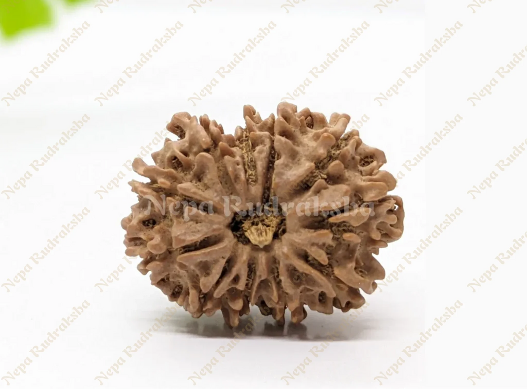 11 Mukhi Medium Sized Rudaksha Front Face