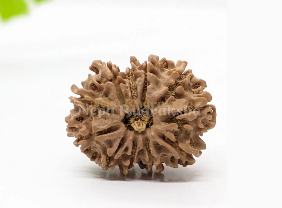11 Mukhi (Medium) Rudraksha