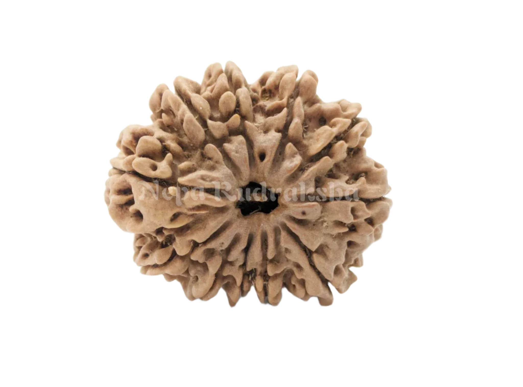 11 Mukhi (Medium) Rudraksha