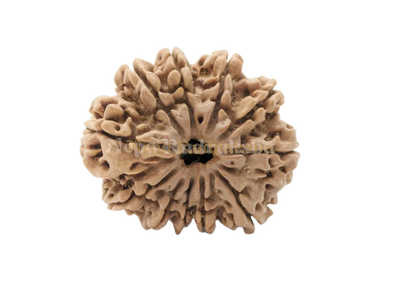 11 Mukhi (Medium) Rudraksha