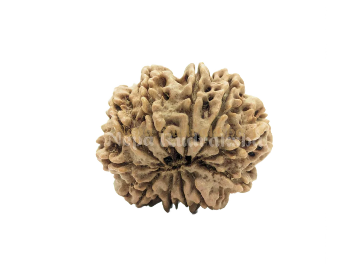11 Mukhi (Medium) Rudraksha