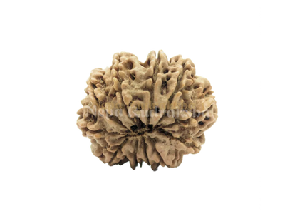 11 Mukhi (Medium) Rudraksha