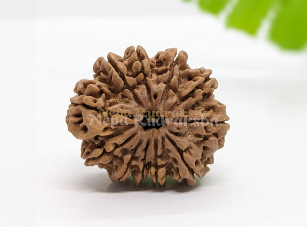 11 Mukhi (Regular) Rudraksha