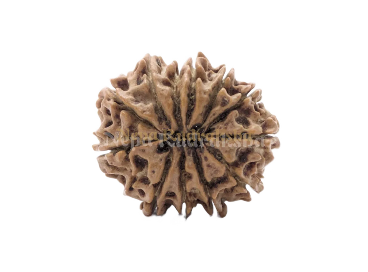 11 Mukhi (Regular) Rudraksha