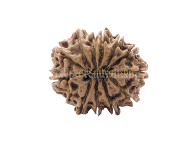 11 Mukhi (Regular) Rudraksha