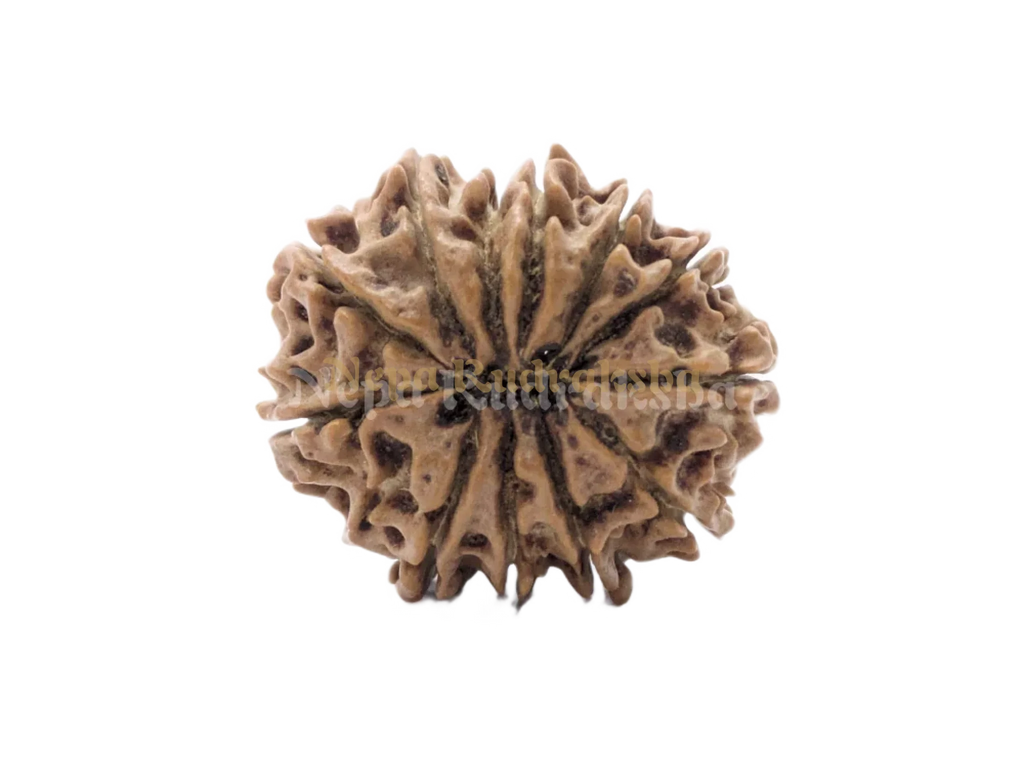 eleven mukhi rudraksha