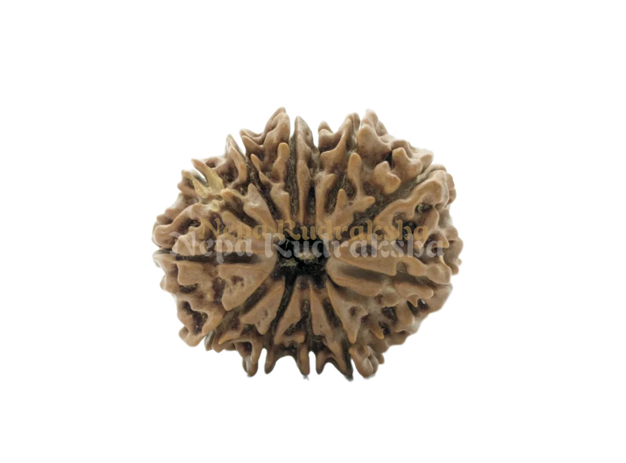 11 Mukhi (Regular) Rudraksha