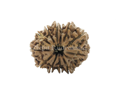 11 Mukhi (Regular) Rudraksha
