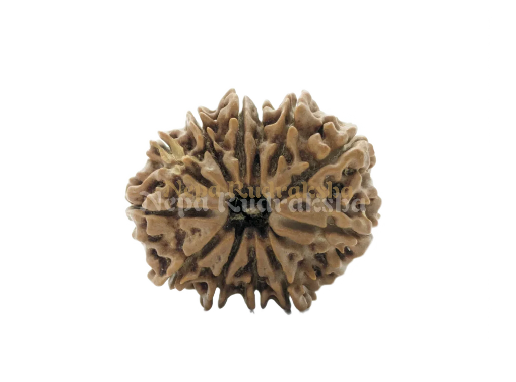 eleven mukhi rudraksha front view