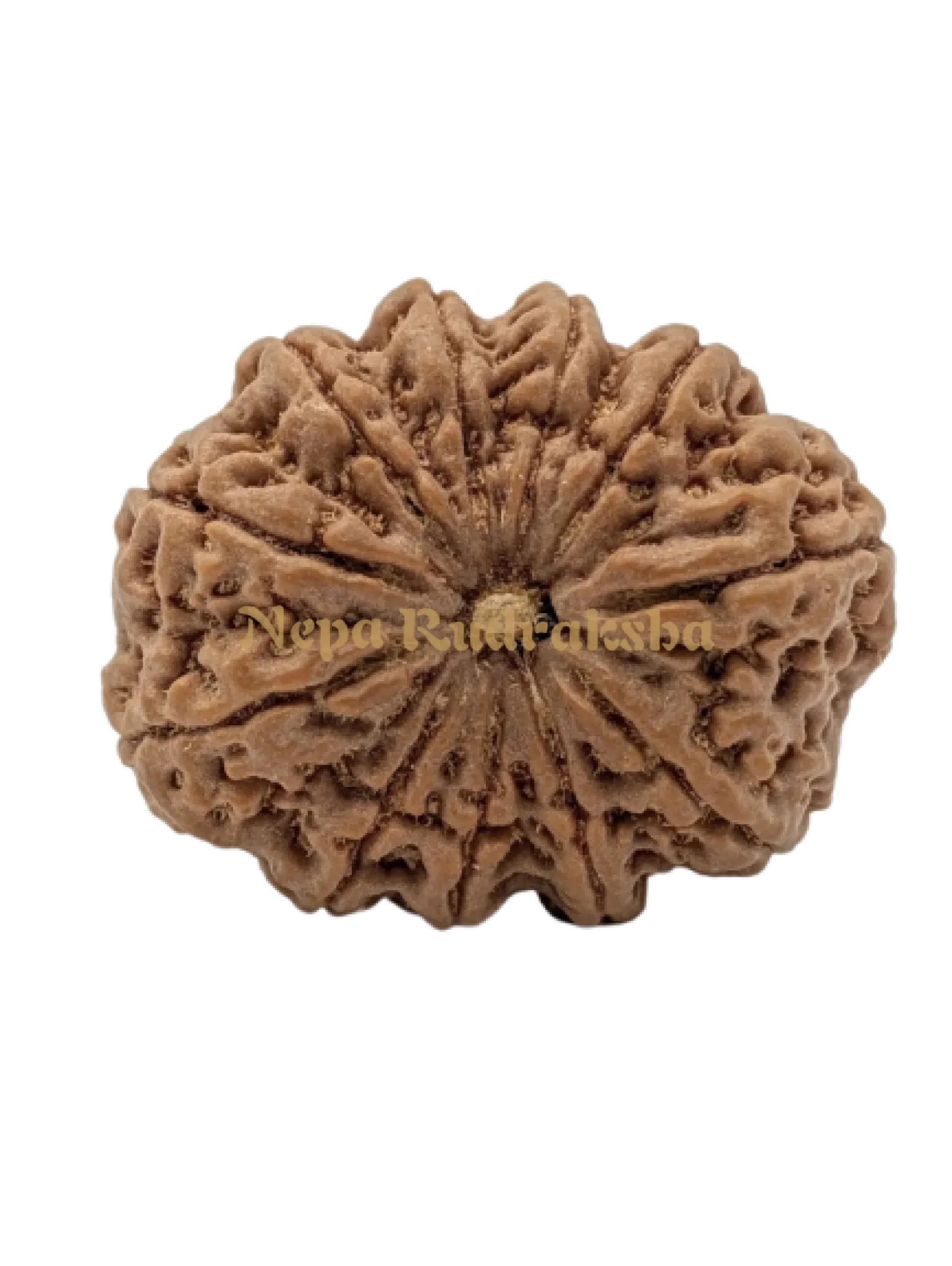 11 Mukhi (Super Collector) Rudraksha