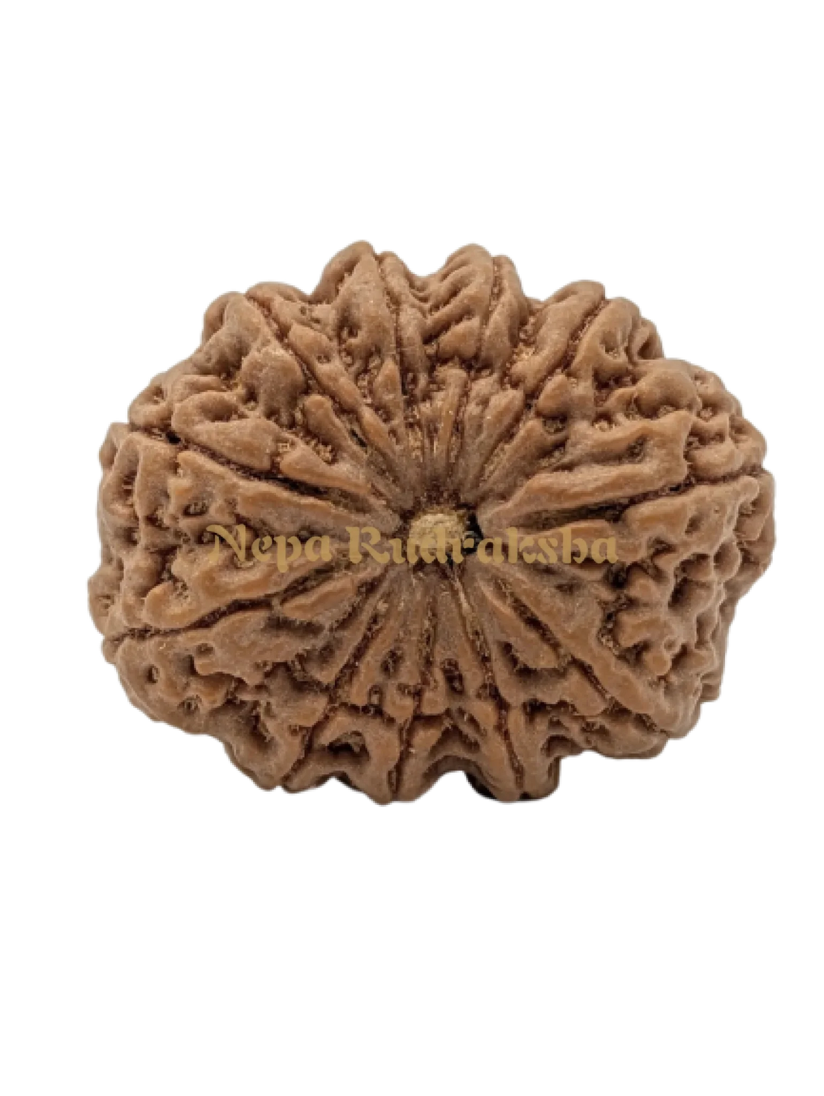 11 Mukhi (Super Collector) Rudraksha