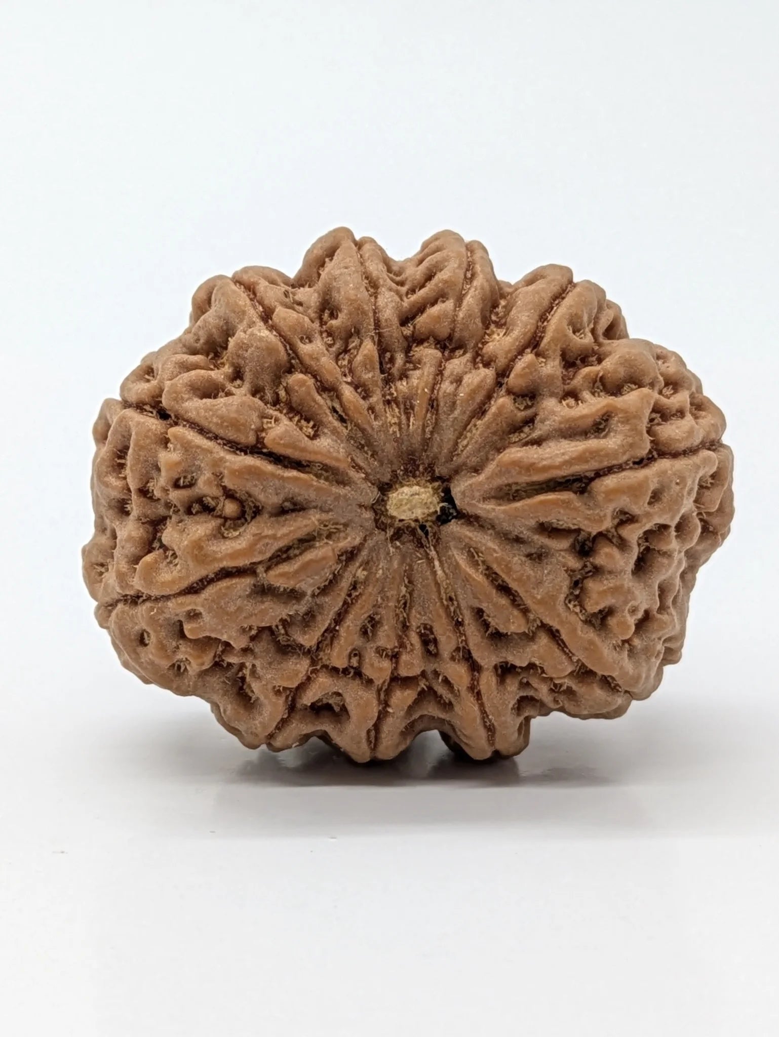 11 Mukhi (Super Collector) Rudraksha