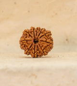 11 Mukhi