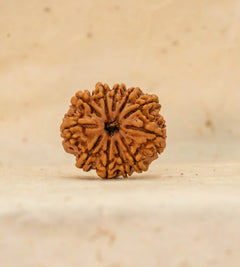 11 Mukhi