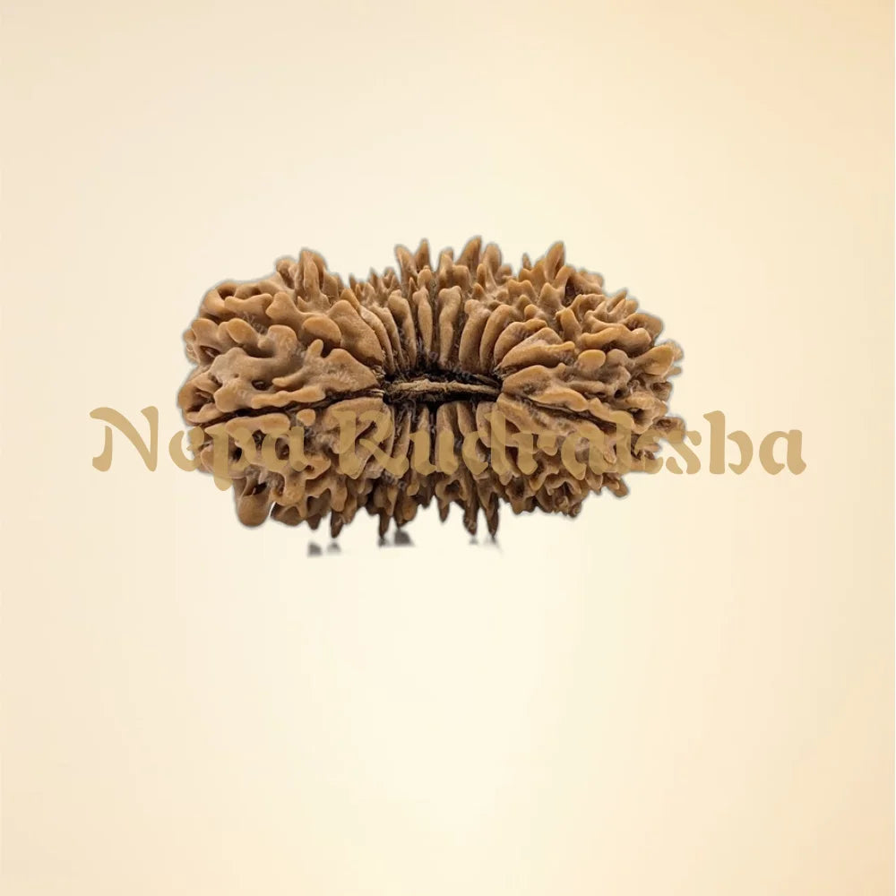 22 Mukhi (Collector - 11143)