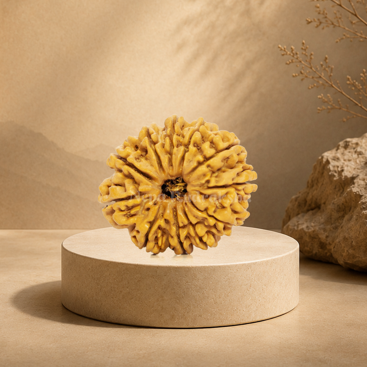 11 Mukhi (Collector) Rudraksha