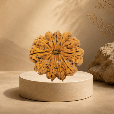 11 Mukhi (Super Collector) Rudraksha