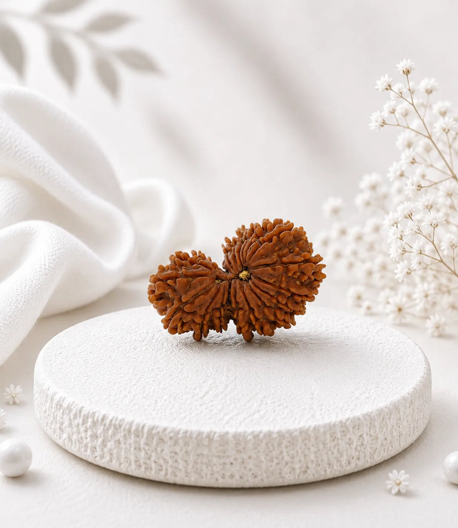 14 Mukhi Rudraksha