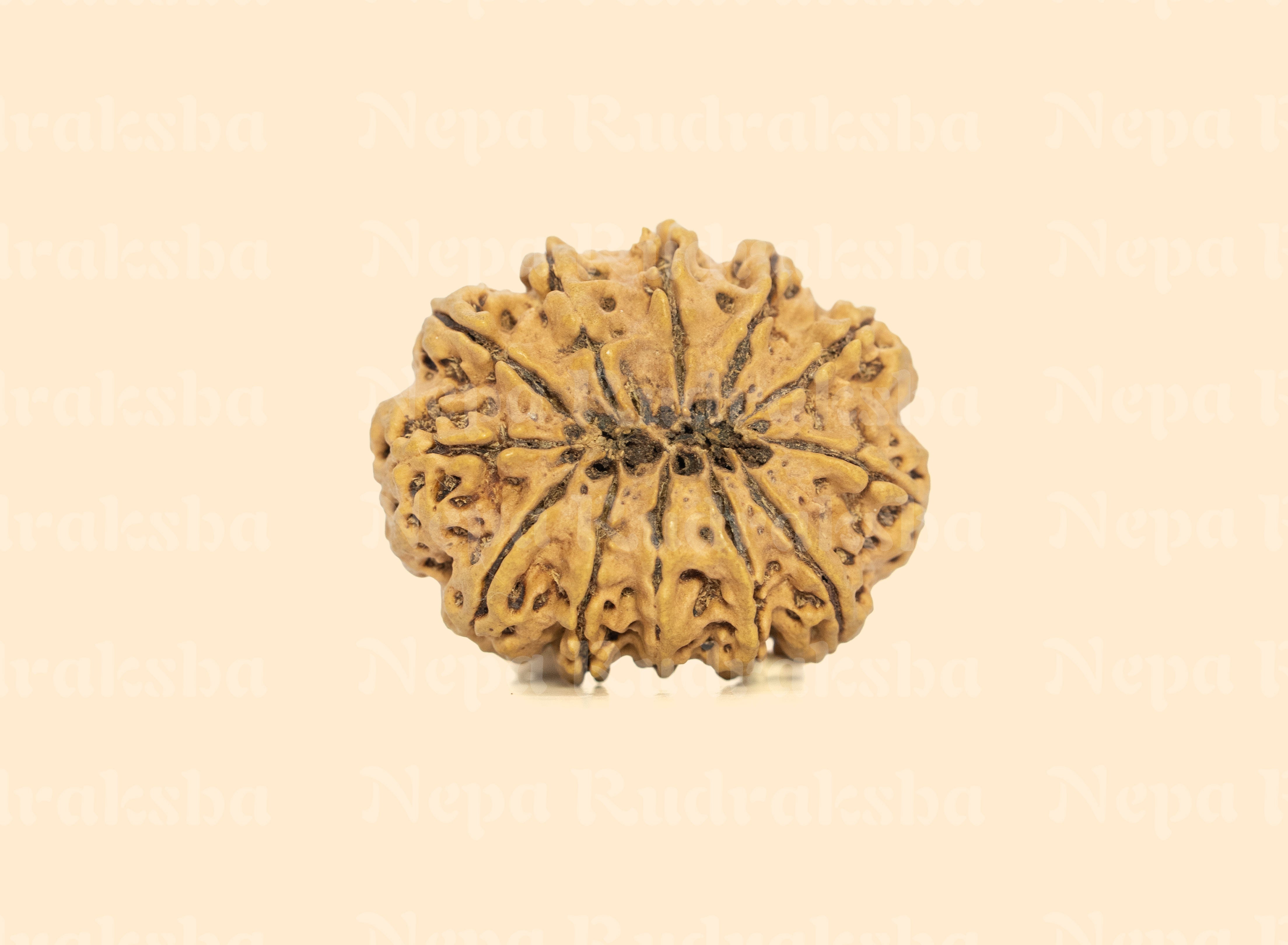 12 Mukhi (Super Collector) Rudraksha