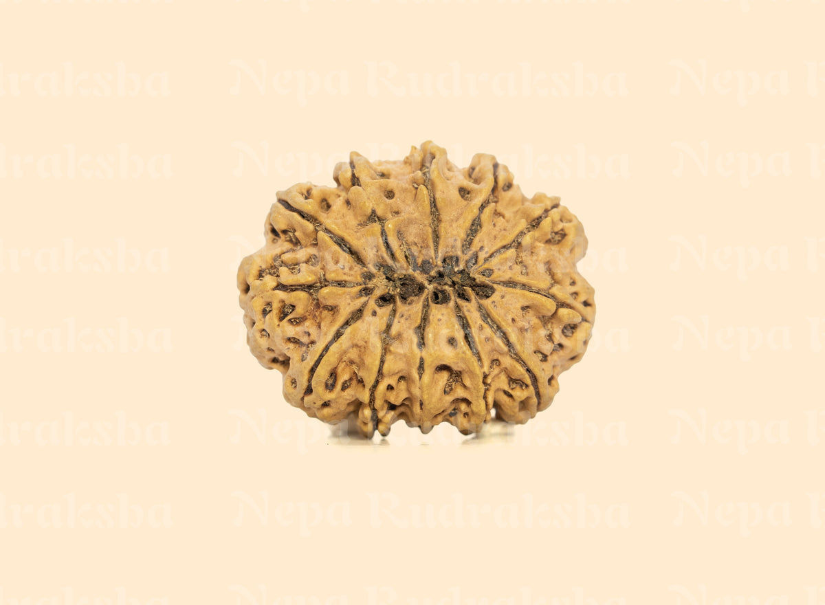 12 Mukhi (Super Collector) Rudraksha