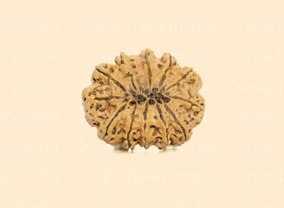12 Mukhi (Super Collector) Rudraksha