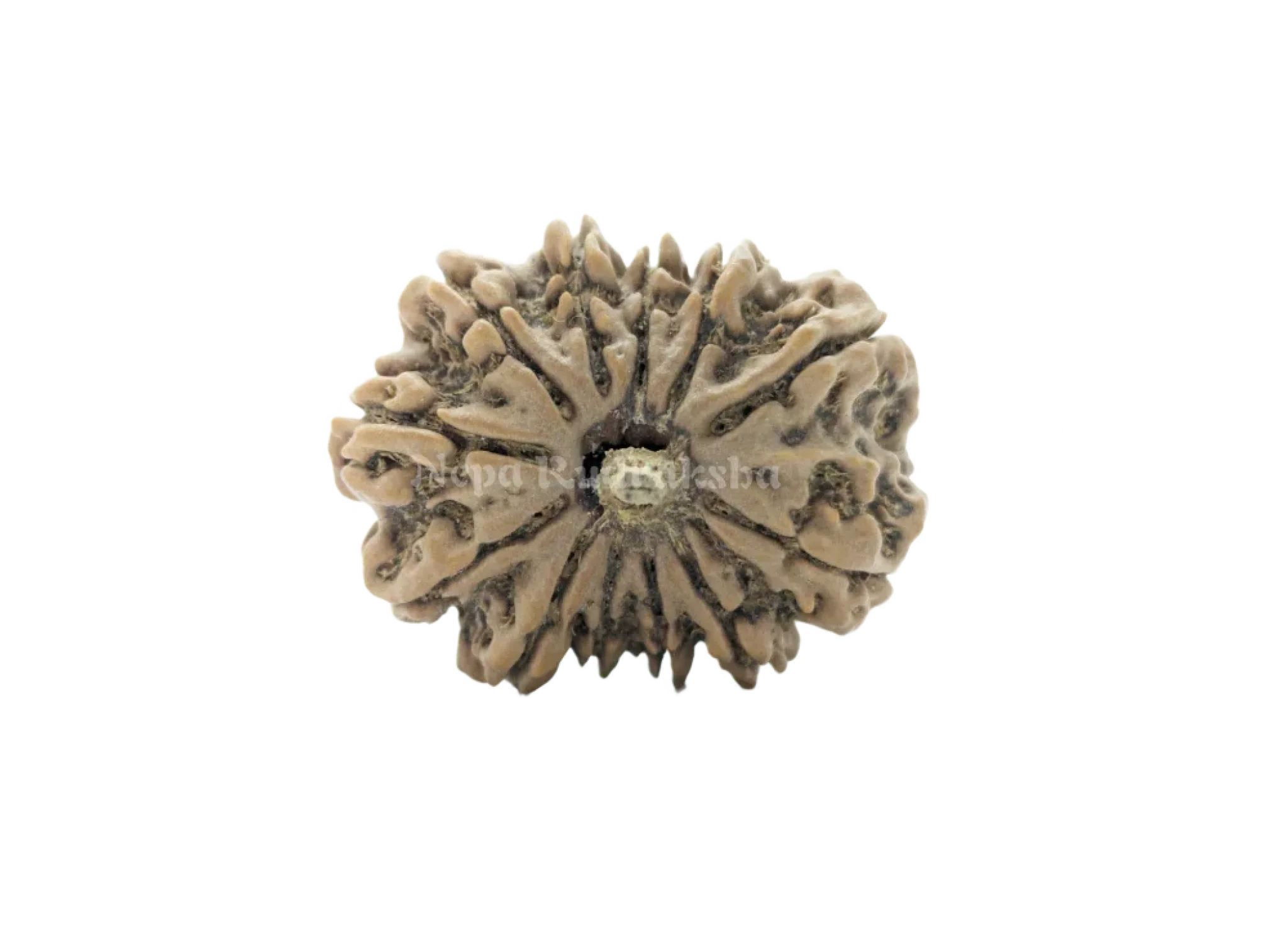 12 Mukhi (Collector) Rudraksha