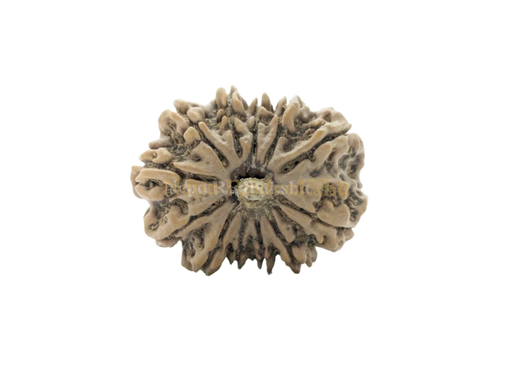 12 Mukhi (Collector) Rudraksha