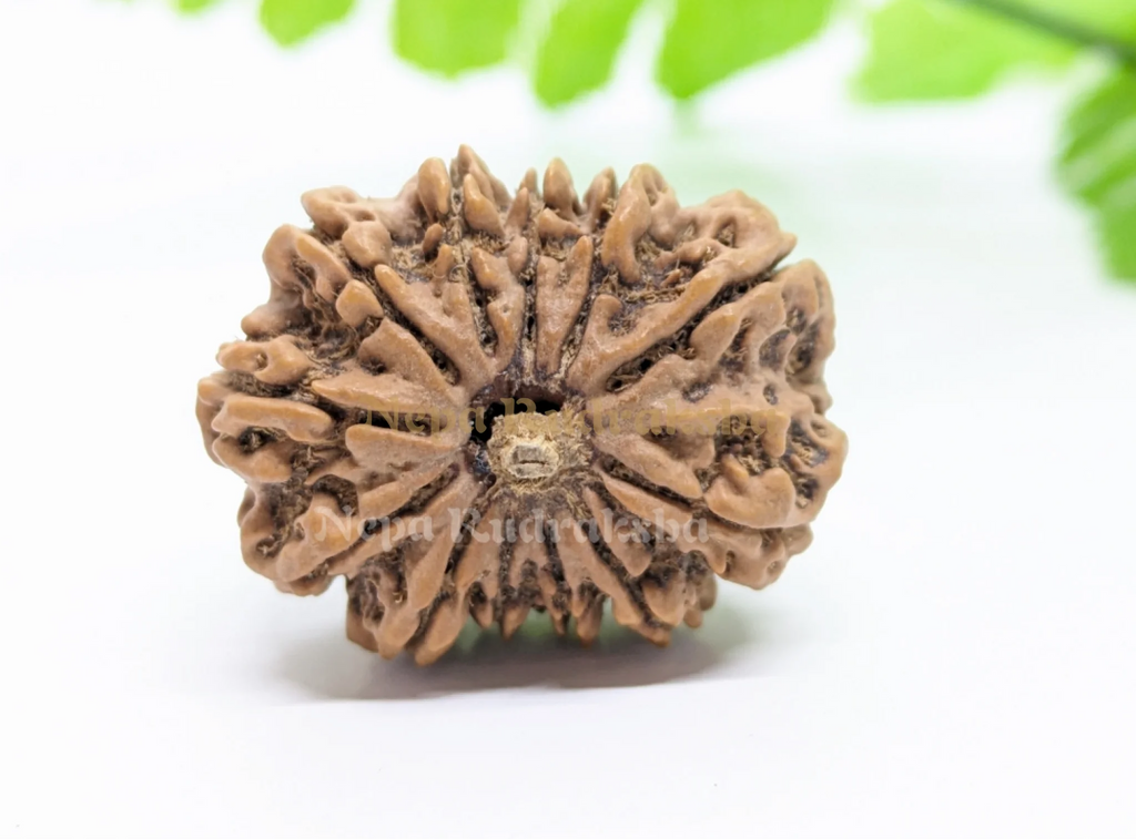 12 Mukhi (Collector) Rudraksha