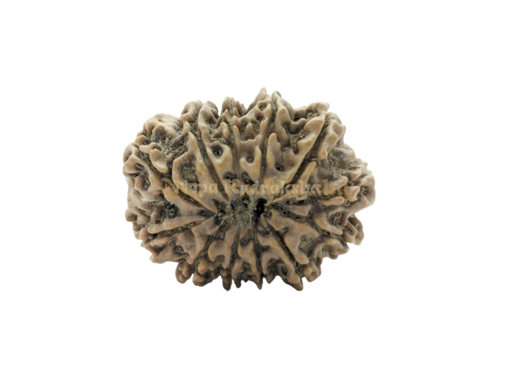 12 Mukhi (Collector) Rudraksha