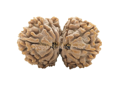 12 Mukhi Gauri Shankar