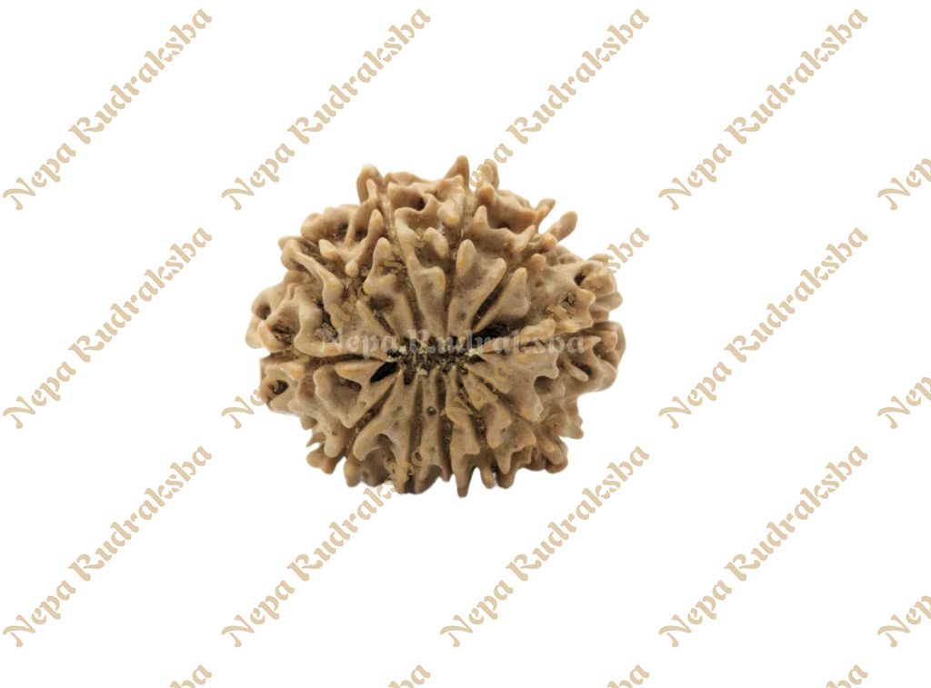 Nepali 12 Mukhi Medium Sized Rudraksha 