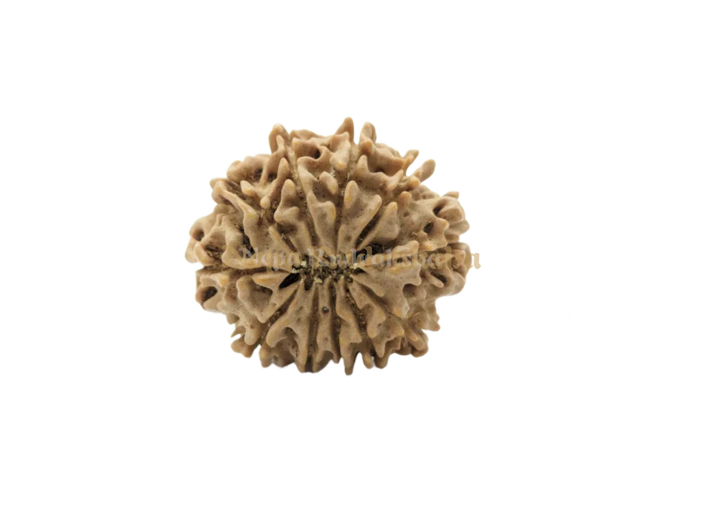 Nepali 12 Mukhi Medium Sized Rudraksha 