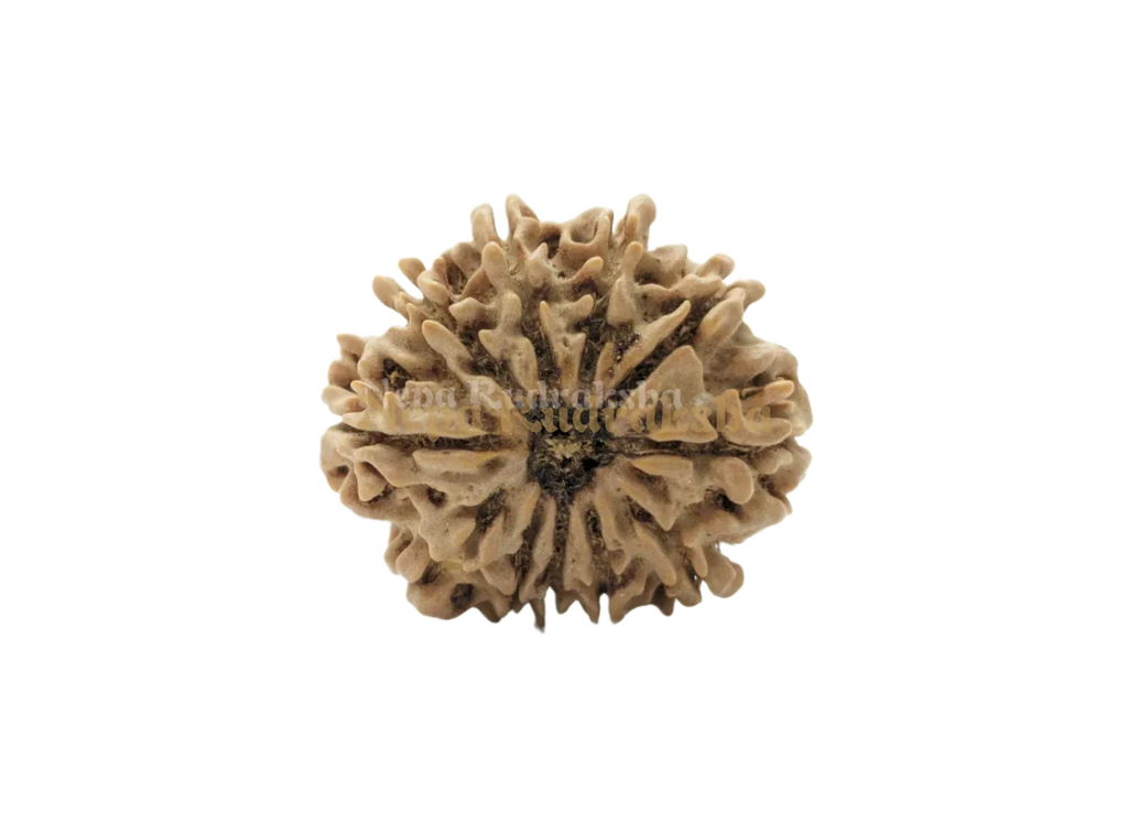 12 Mukhi Medium Sized Rudraksha