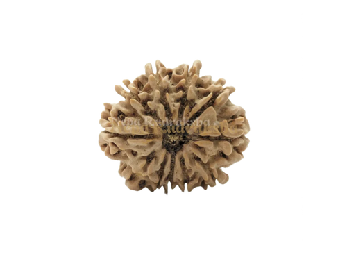 12 Mukhi Medium Sized Rudraksha