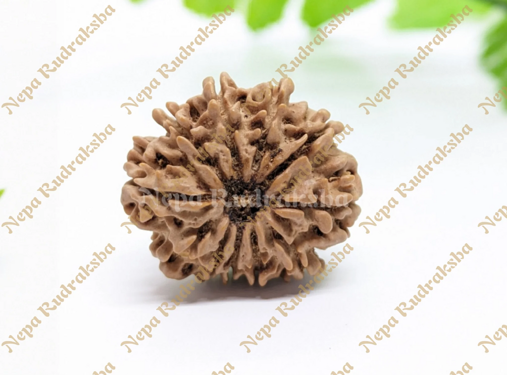 12 Mukhi Medium Sized Nepali Rudraksha