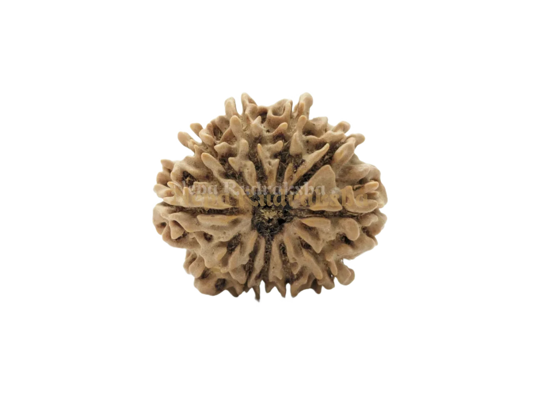 12 Mukhi (Medium) Rudraksha