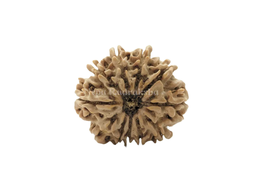 12 Mukhi Medium Sized Rudraksha