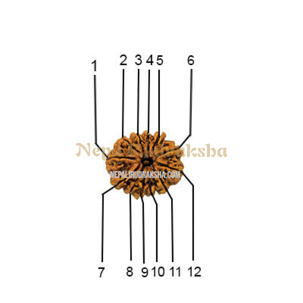 12 Mukhi Medium Sized Rudraksha Face Count